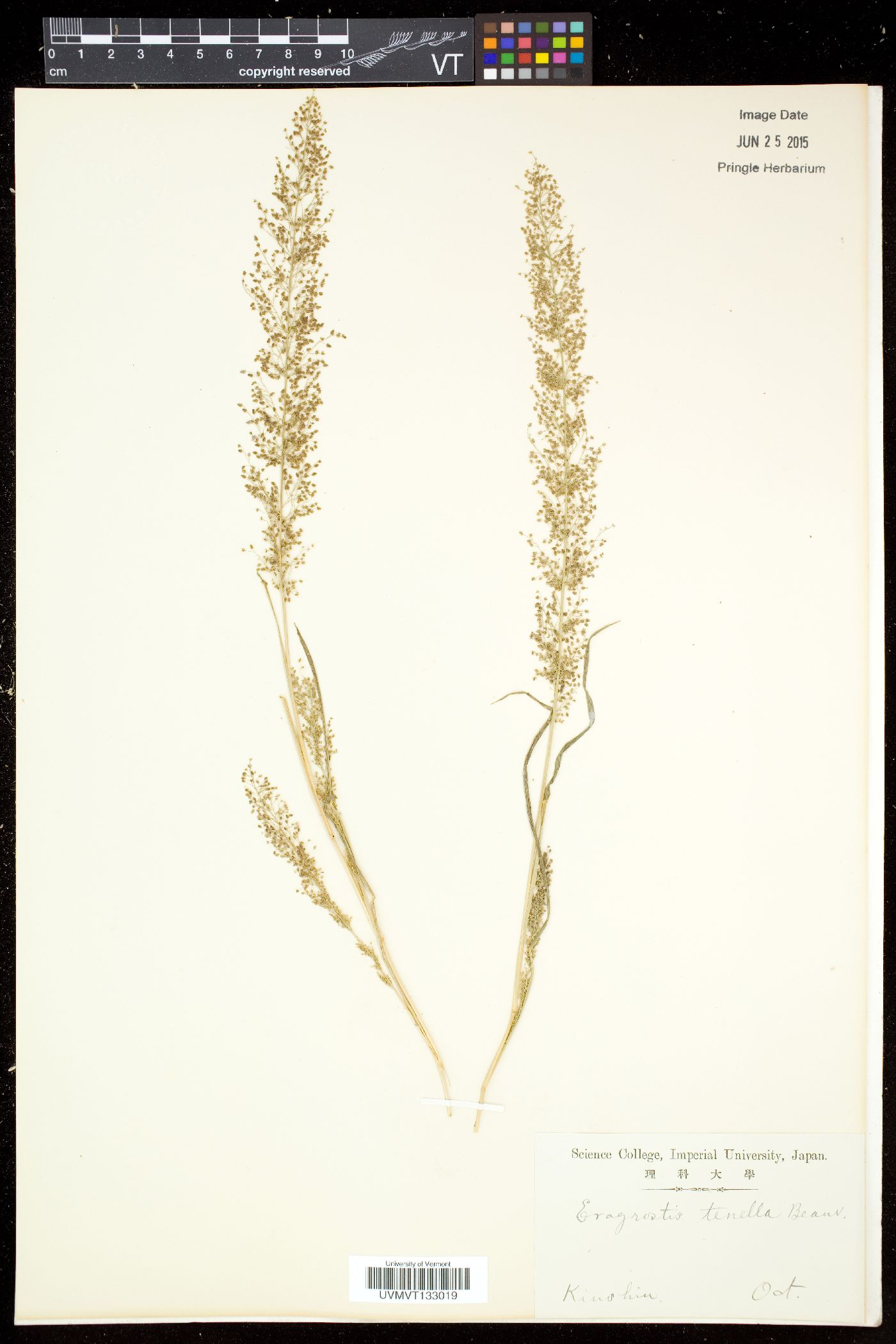 Eragrostis amabilis image