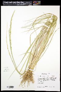 Eriochloa contracta image