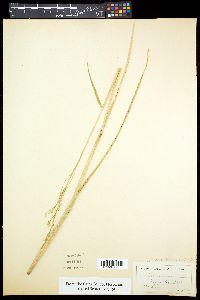 Eriochloa michauxii image