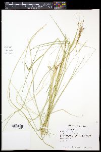 Eriochloa punctata image