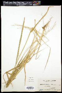 Eriochloa ramosa image