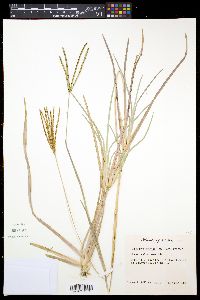 Eustachys petraea image