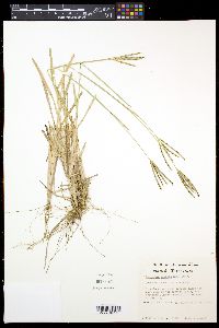 Eustachys petraea image