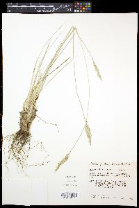 Festuca arizonica image