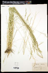 Festuca idahoensis image