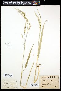 Festuca gigantea image