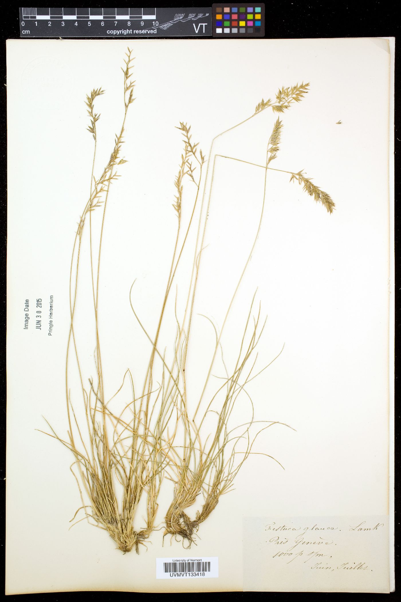 Festuca arvernensis image