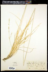 Festuca gracillima image