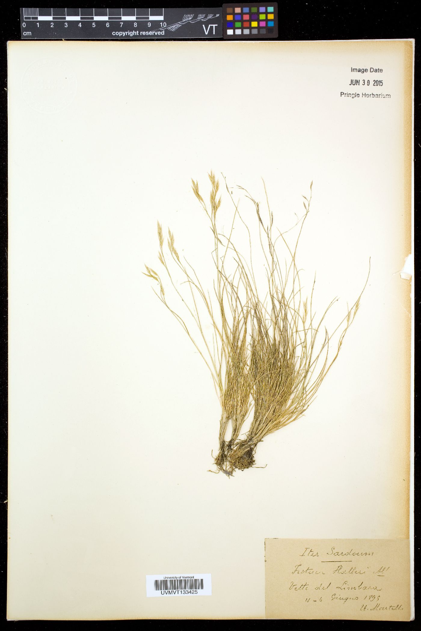 Festuca halleri image