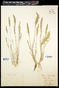 Avellinia festucoides image