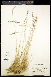 Paspalum monostachyum image