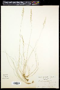 Paspalum monostachyum image