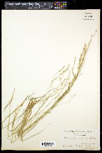 Festuca parvigluma image