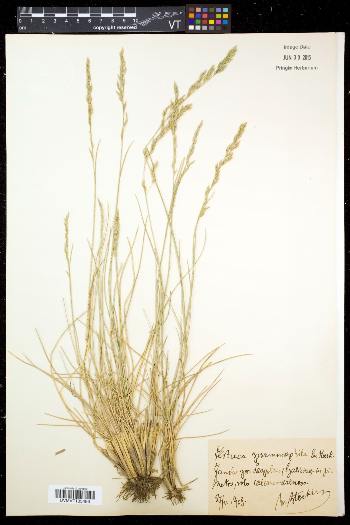 Festuca psammophila image