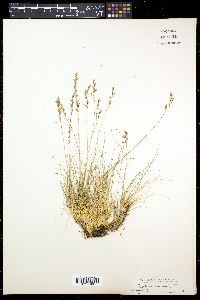 Festuca quadriflora image