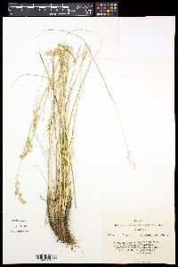 Festuca sibirica image