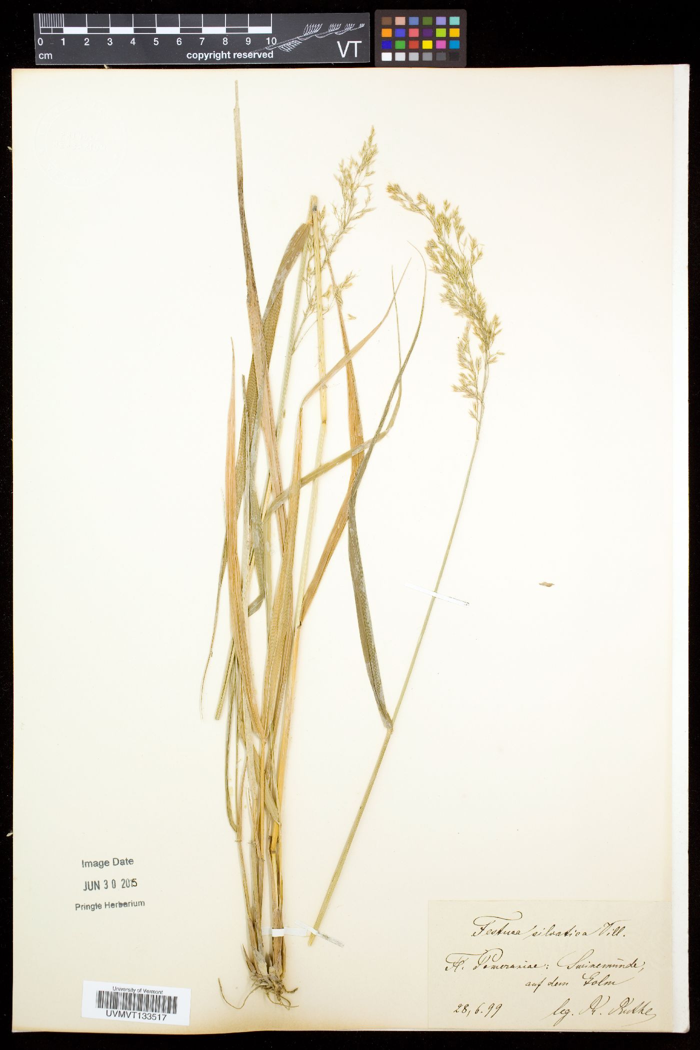 Festuca altissima image