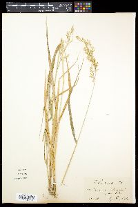 Image of Festuca altissima