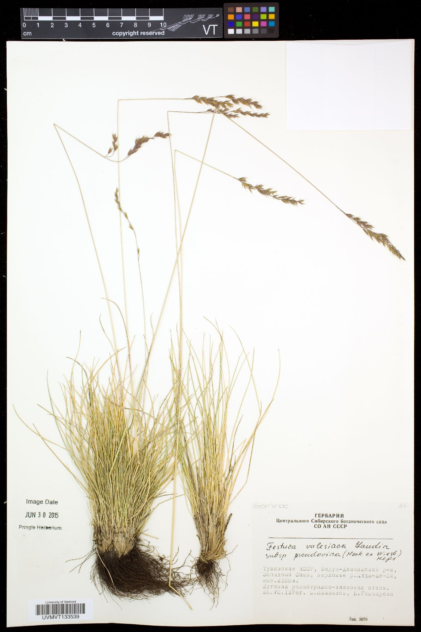 Festuca pulchra image