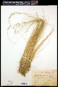 Festuca versicolor image