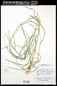 Glyceria melicaria image