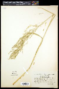 Glyceria aquatica image