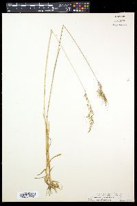 Helictotrichon pubescens image
