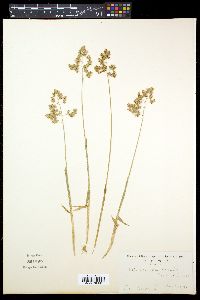 Anthoxanthum nitens image