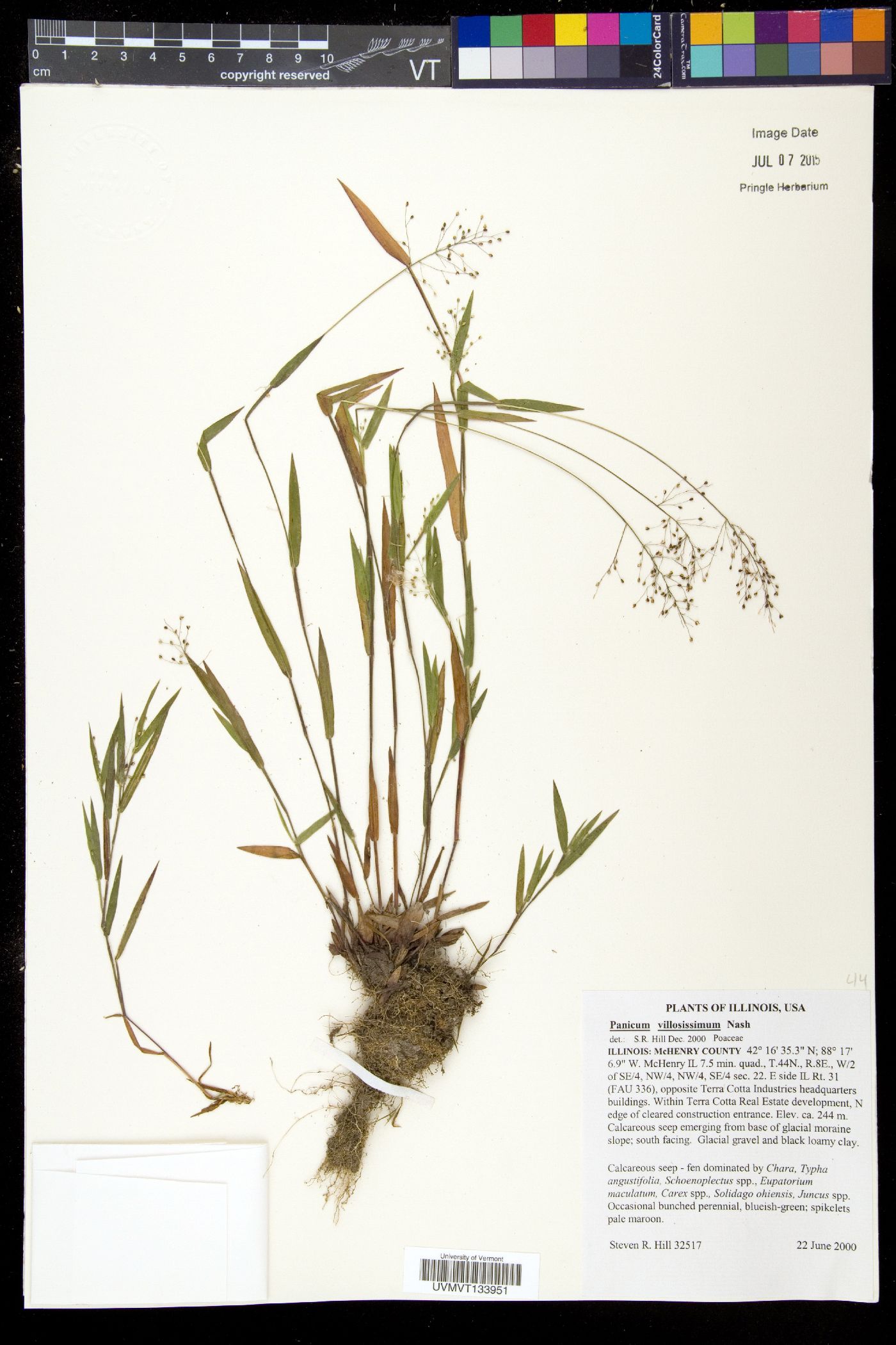 Panicum villosissimum image