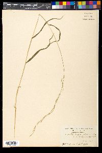 Muhlenbergia japonica image