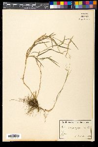 Muhlenbergia japonica image