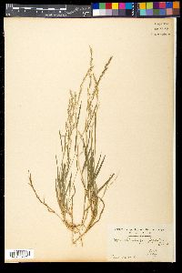 Image of Muhlenbergia japonica