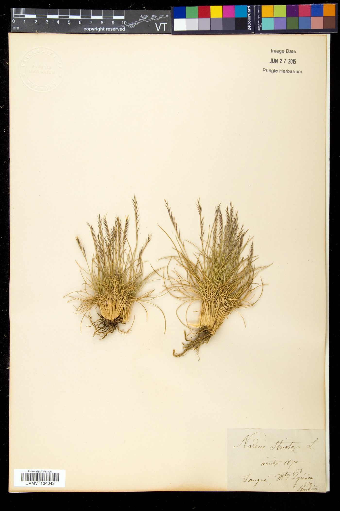 Nardus stricta image