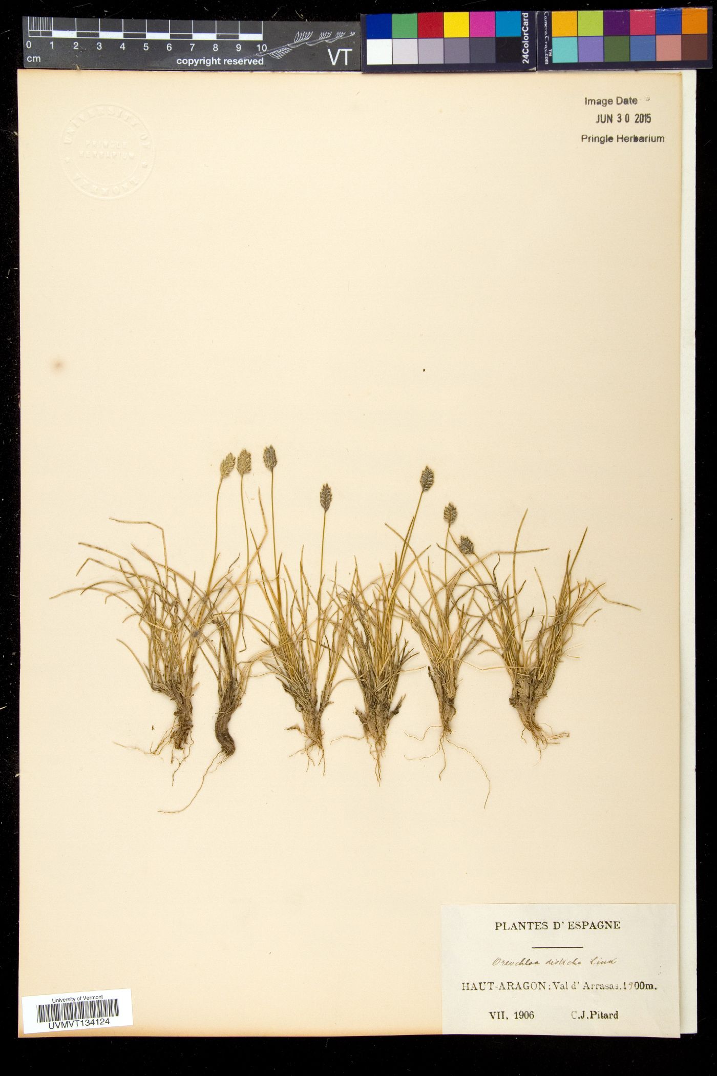 Oreochloa image