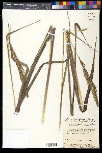 Coleataenia rigidula subsp. condensa image