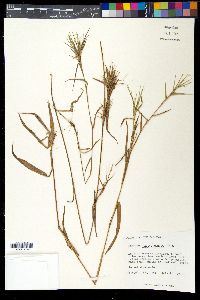 Panicum caerulescens image