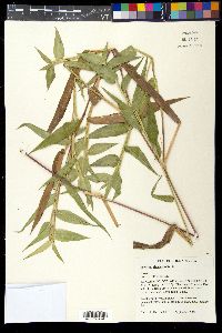 Panicum clandestinum image