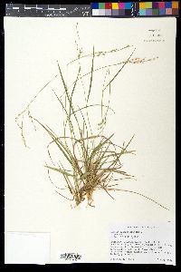 Panicum depauperatum image