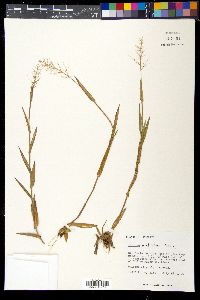 Panicum erectifolium image