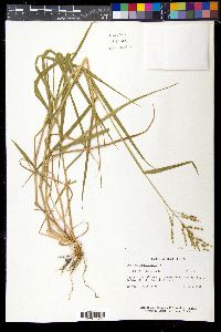 Urochloa fusca image