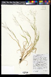 Panicum flexile image