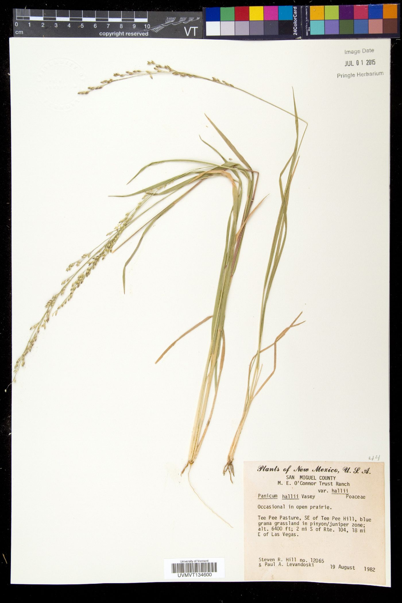 Panicum hallii var. hallii image