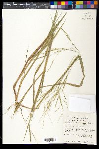 Panicum hallii var. filipes image