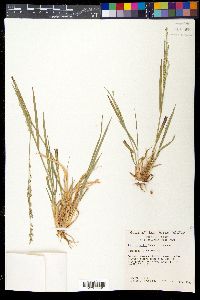 Panicum hallii image