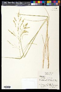 Panicum hians image