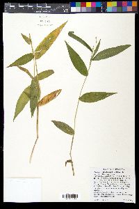 Panicum latifolium image