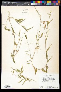 Panicum pulchellum image