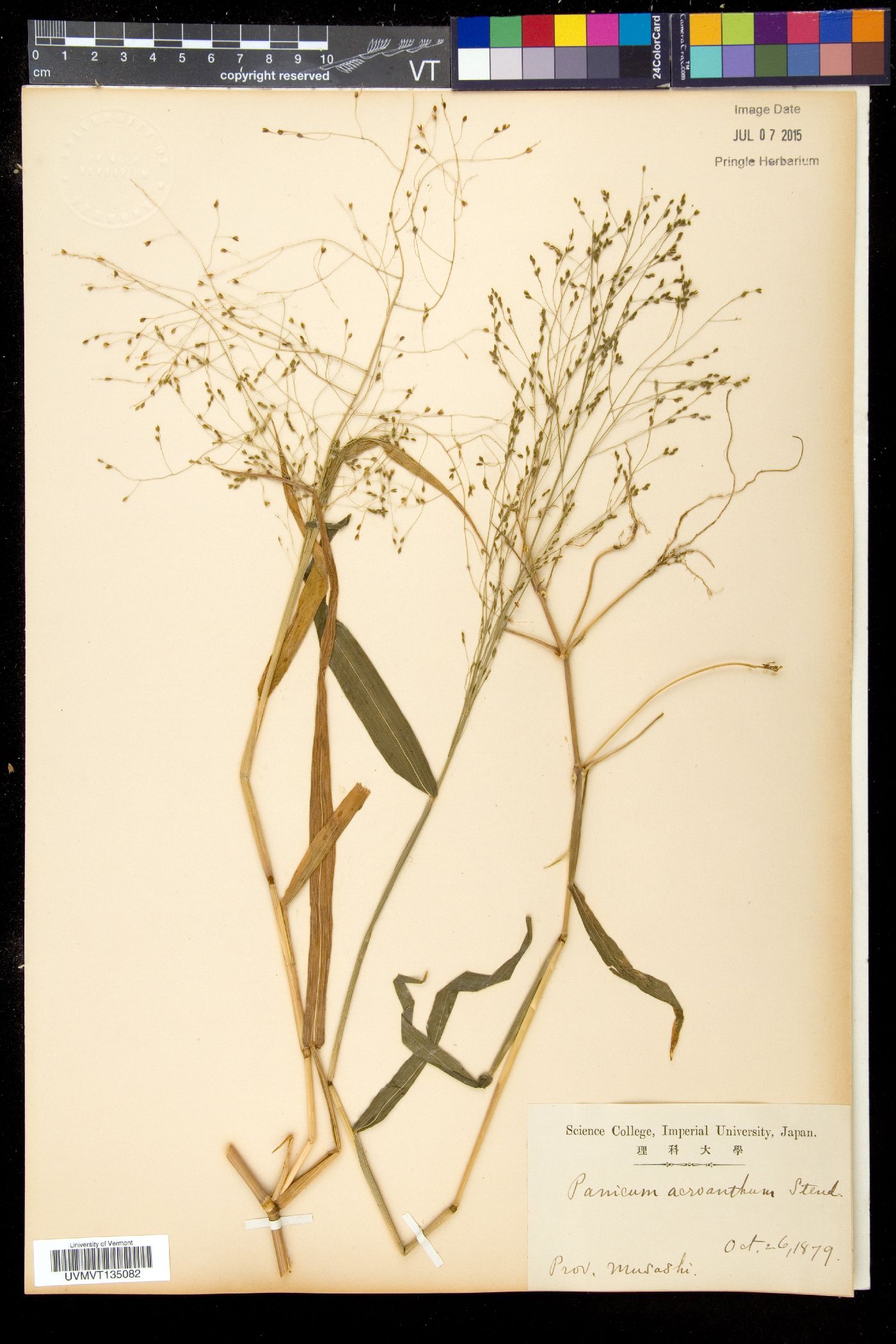 Panicum acroanthum image