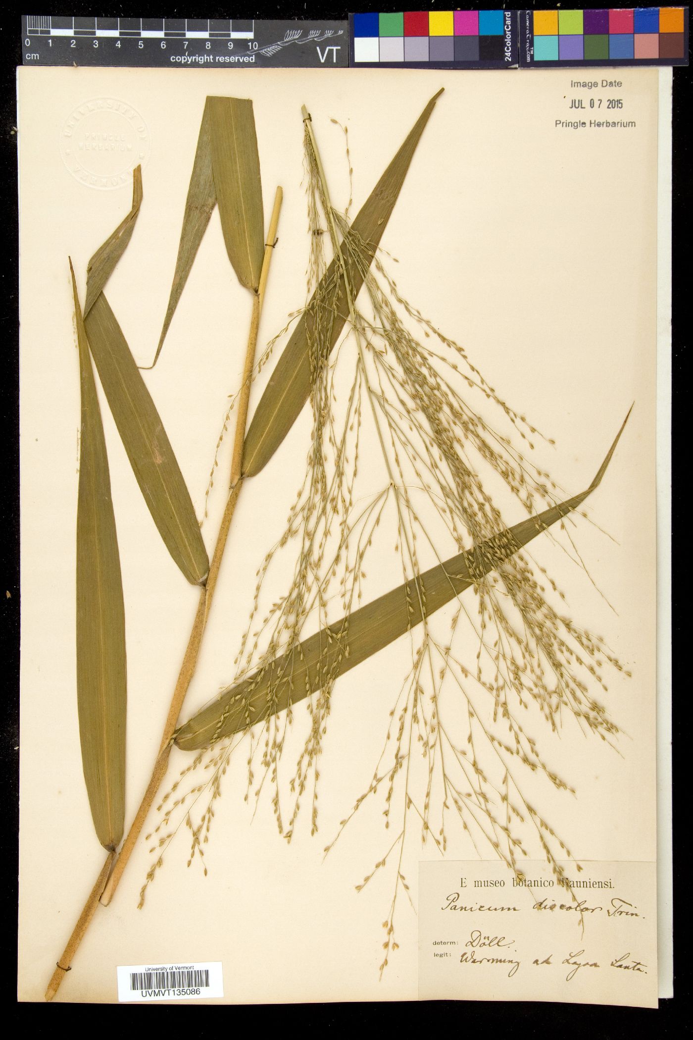 Panicum penicillatum image