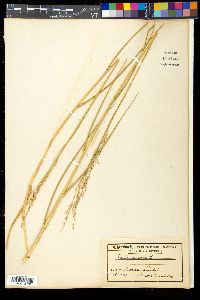 Panicum repens image